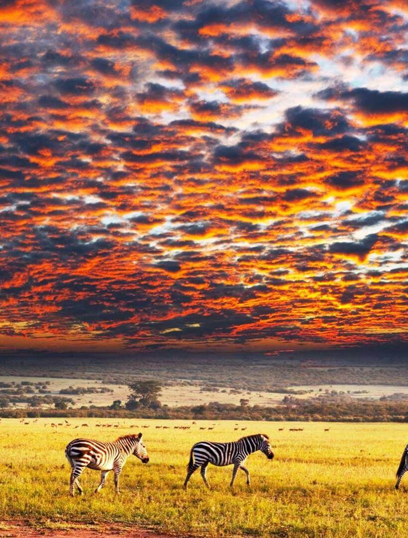 Afrika'nın En İyi Doğal Koruma Alanı Safari Parkları