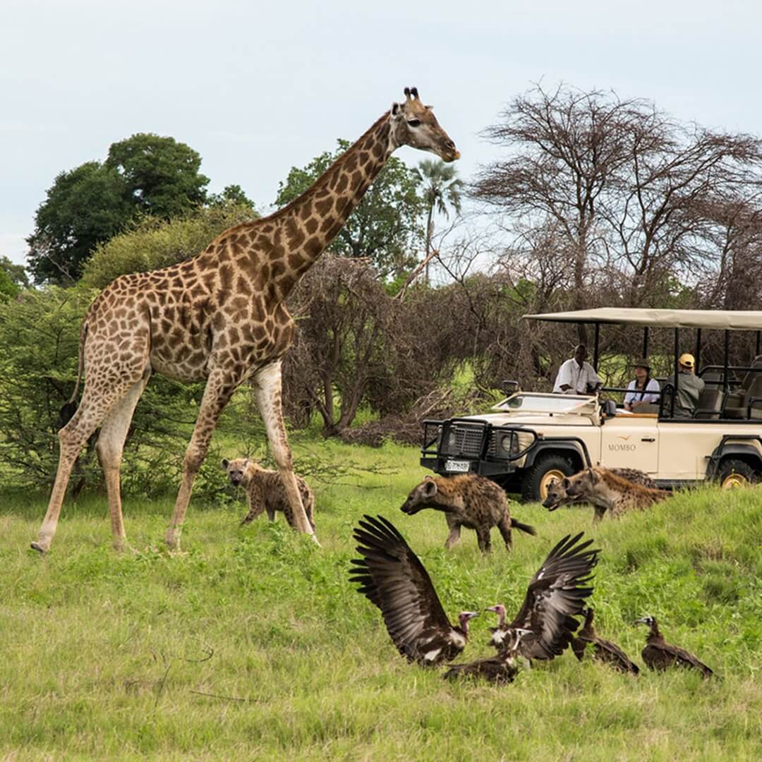 Botsvana Safari Turu
