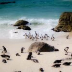 Cape Town Turu (7)