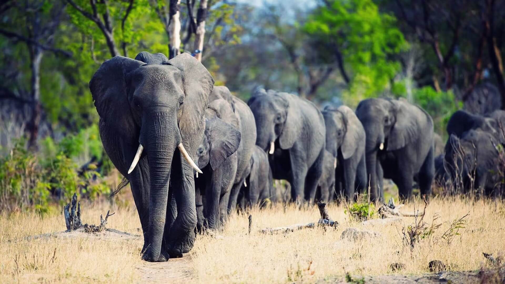 Hwange Milli Parkı, Zimbabve