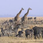 Katavi Milli Parkı Tanzanya Safari Turu (15)