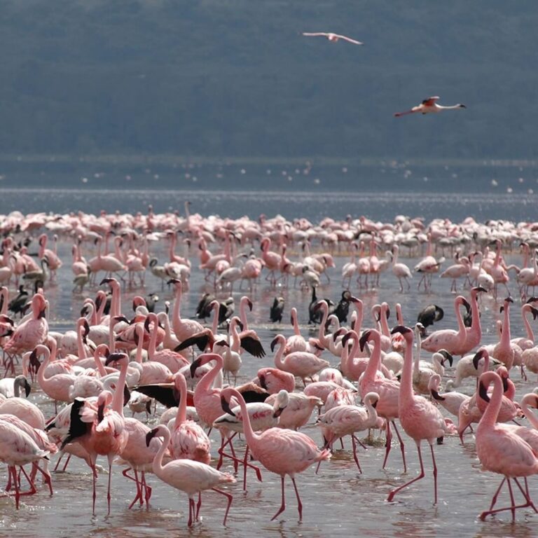 Kenya Safari Turu (2)