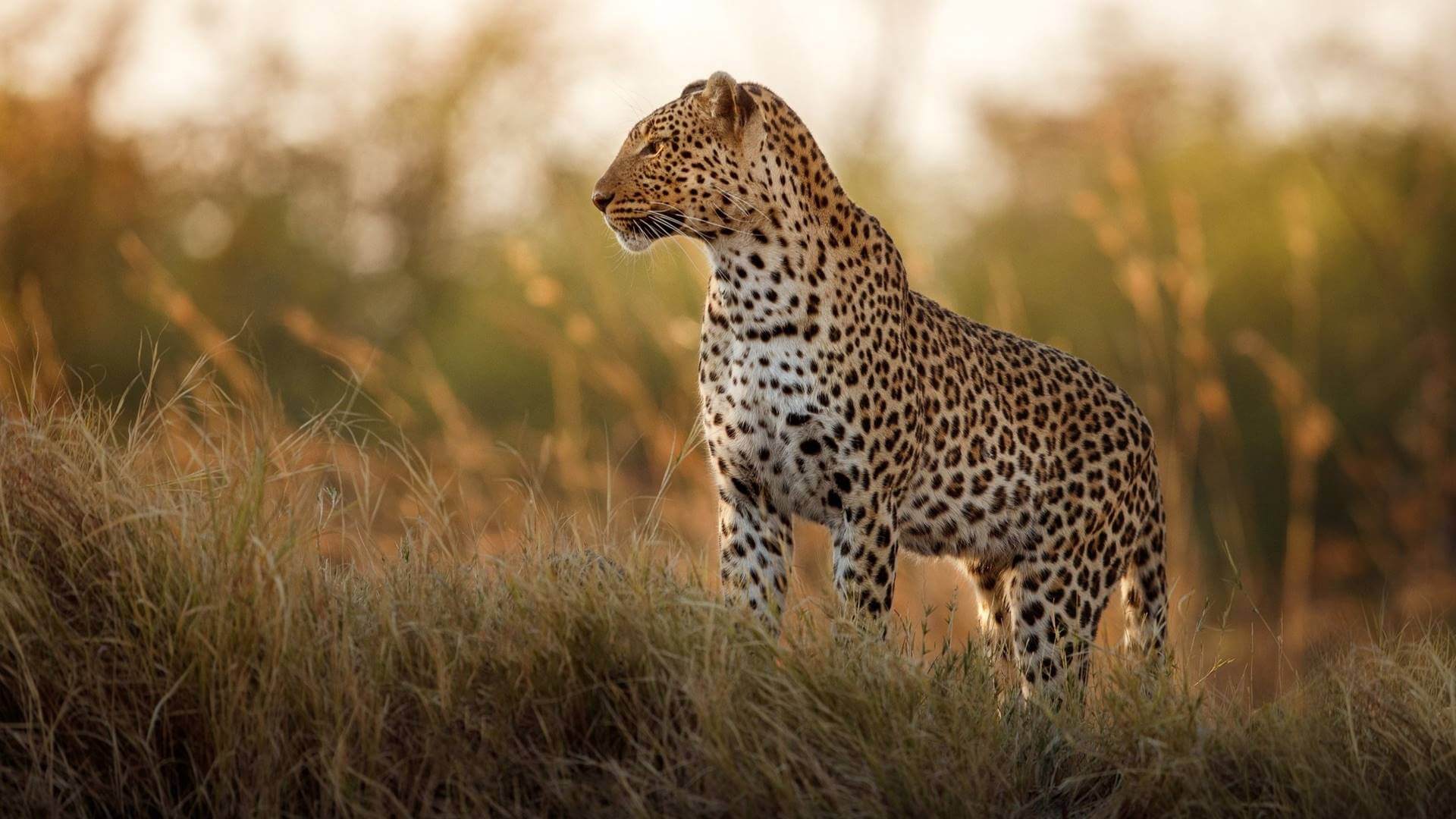 Kruger Milli Parkı, Güney Afrika