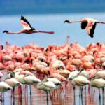 Lake Manyara Milli Parkı Tanzanya Safari Turu (8)