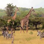 Nyerere Milli Parkı Tanzanya Safari Turu (12)