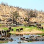 Ruaha Milli Parkı Tanzanya Safari Turu (14)