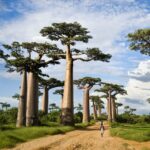 Tarangire Milli Parkı Tanzanya Safari Turu (9)