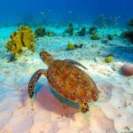 Turks & Caicos Adaları Turu (10)